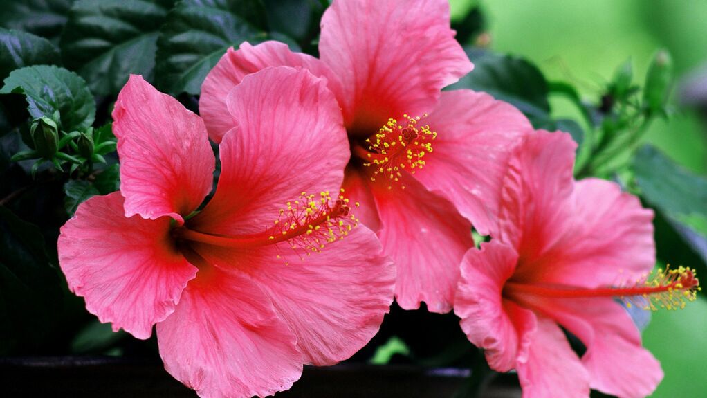 Hibiscus in cistolax